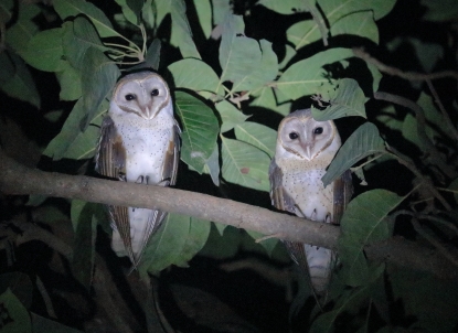 Owls.JPG